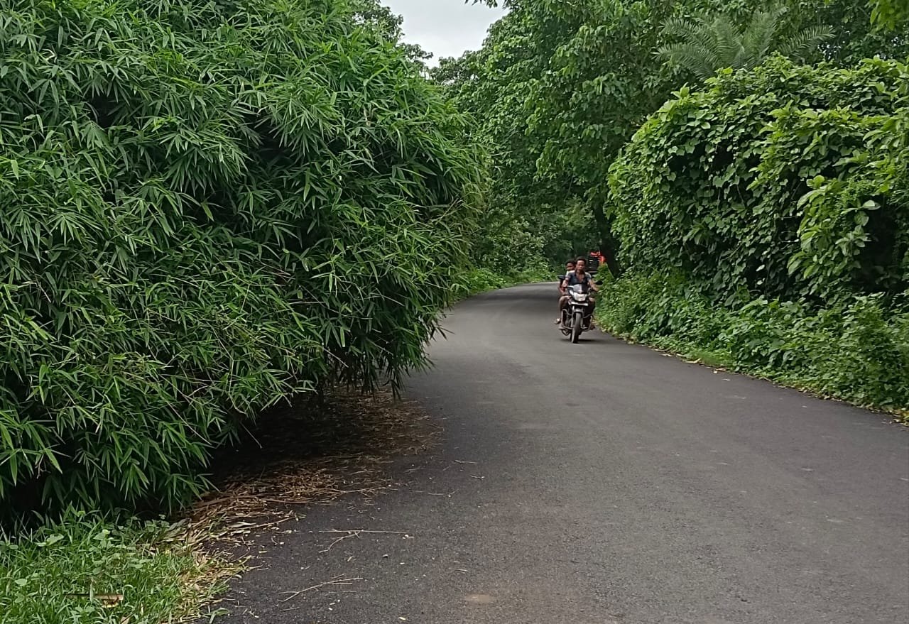 ବରୀ-ରାମଚନ୍ଦ୍ରପୁର ରାସ୍ତା ଉପରେ ଓହଳି ରହିଛି ବାଉଁଶ ବୁଦା, ବିପଦରେ ପଥଚାରୀ ଓ ରାସ୍ତା