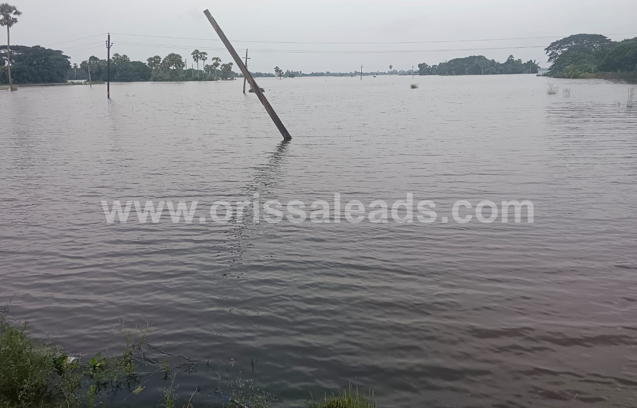 ବନ୍ୟା ପ୍ରଭାବରେ ଚାଷ ଜମି ଜଳାର୍ଣ୍ଣବ, ଚିନ୍ତାରେ ଚାଷୀ