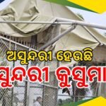 ଆଇନଜୀବୀ ପୀତବାସ ପଣ୍ଡାଙ୍କ ହତ୍ୟା ଘଟଣା: ଦୃଷ୍ଟାନ୍ତମୂଳକ ପଦକ୍ଷେପ ପାଇଁ ପୁଲିସକୁ କଡ଼ା ନିର୍ଦ୍ଦେଶ ଦେଲେ ମୁଖ୍ୟମନ୍ତ୍ରୀ