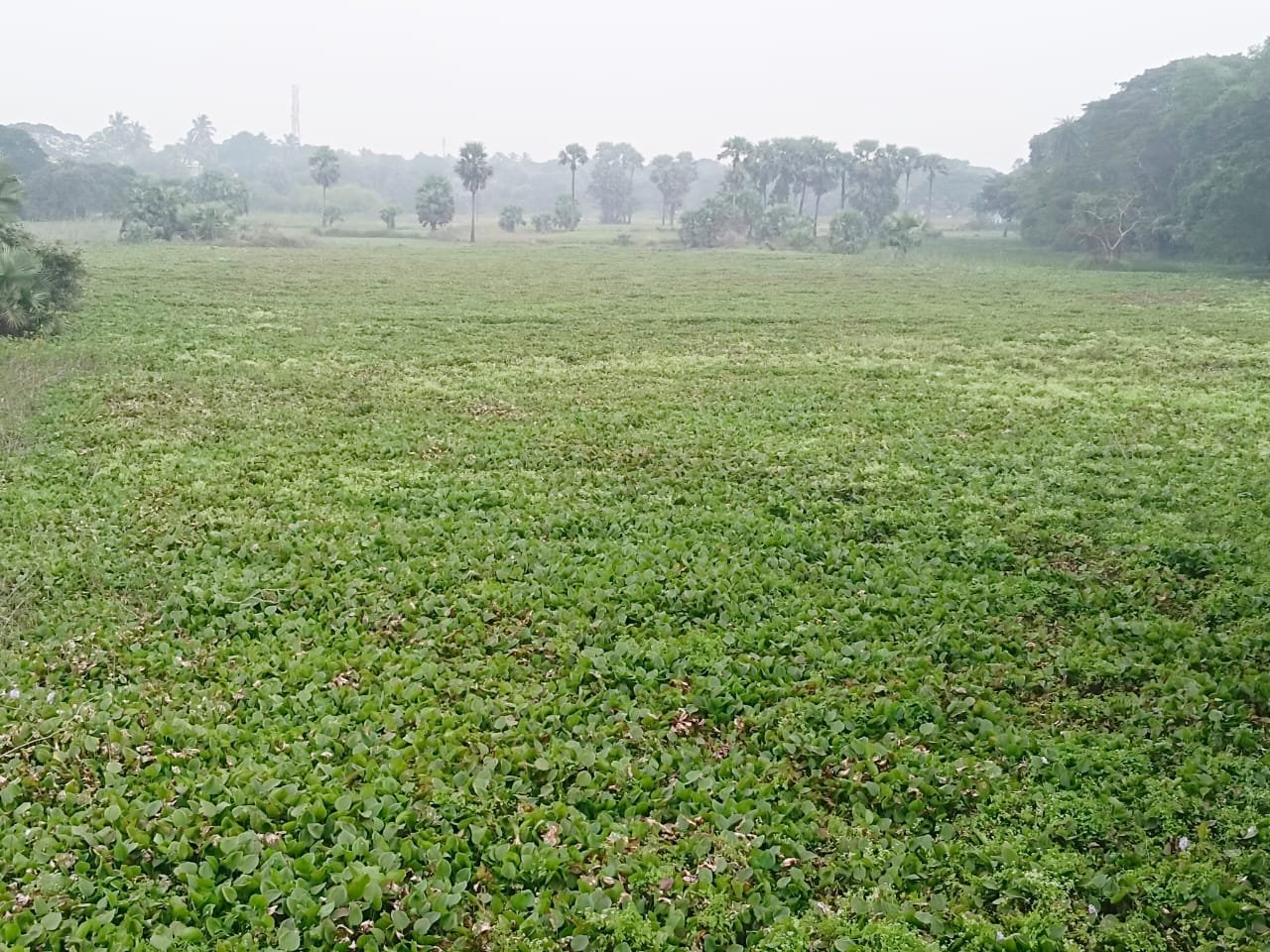 ଦଳ ଭର୍ତ୍ତି କାନ୍ତକାର, ସଫା କରିବାକୁ ସରକାର ପଦକ୍ଷେପ ନେବାକୁ ଦାବି