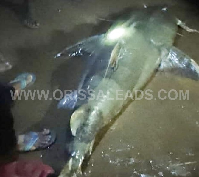 ତନ୍ତୀଘାଇରୁ ଧରା ହେଲା ୫୫ କେଜିର ମାଛ