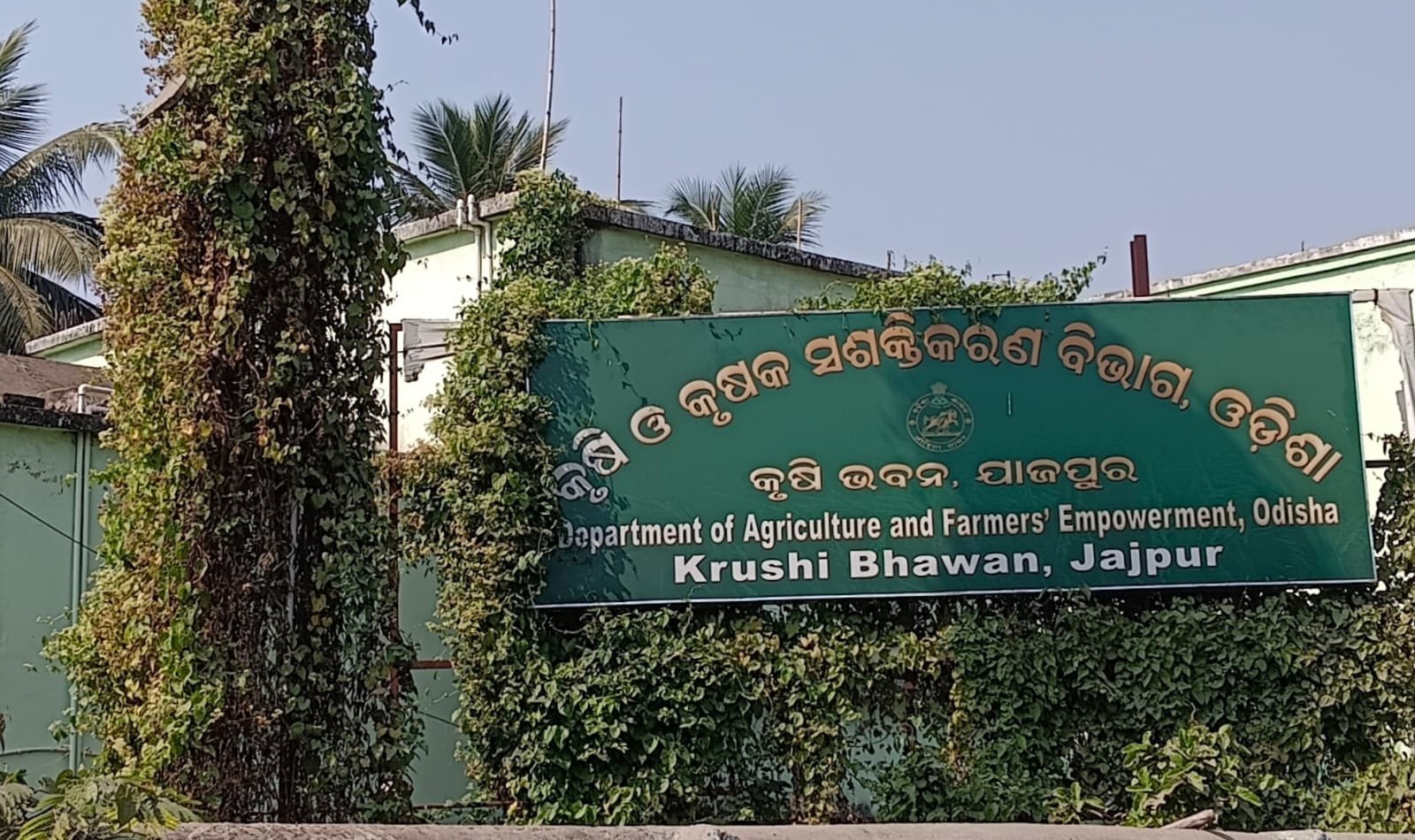 ଜିଲ୍ଲା କୃଷି ବିଭାଗ ଅଧିକାରୀଙ୍କ ଦୃଷ୍ଟି ନାହିଁ, ମାଡି ଗଲାଣି ଲଟା