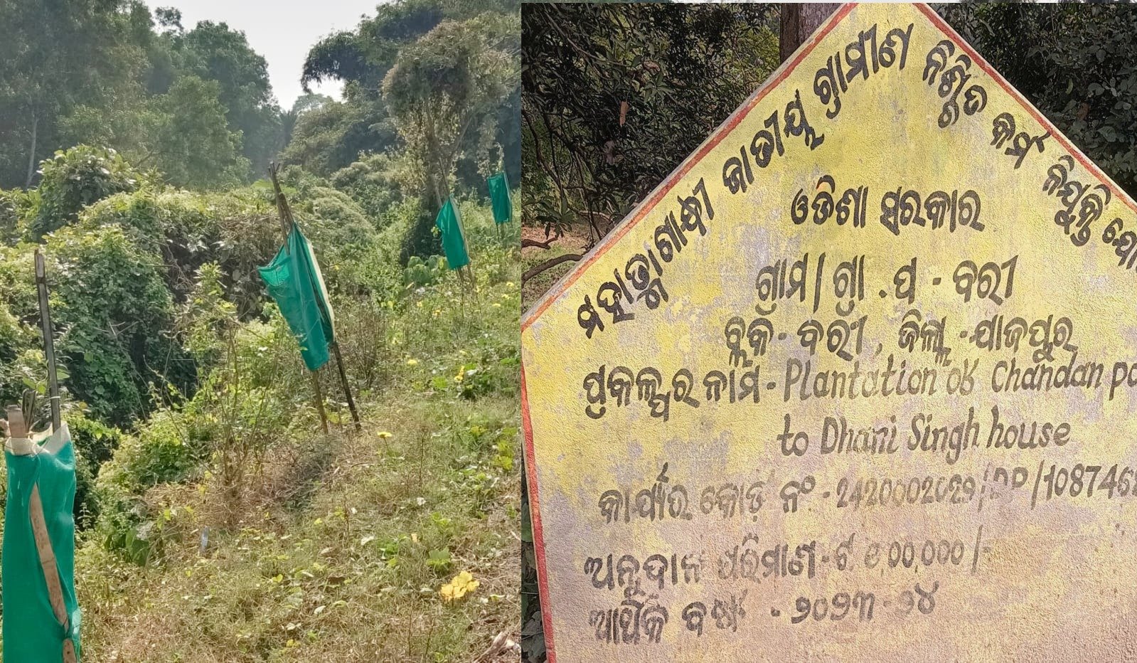 ବରୀ ପଞ୍ଚାୟତରେ ବାଟବଣା ମନରେଗା ଯୋଜନା: ଗଛ ଲଗାଇ ରକ୍ଷଣାବେକ୍ଷଣ ଭୁଲିଗଲେ