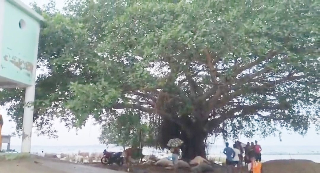 ବଜ୍ରାଘାତରେ ୯ ଗାଈ ମୃତ, ୧୧ ଆହତ