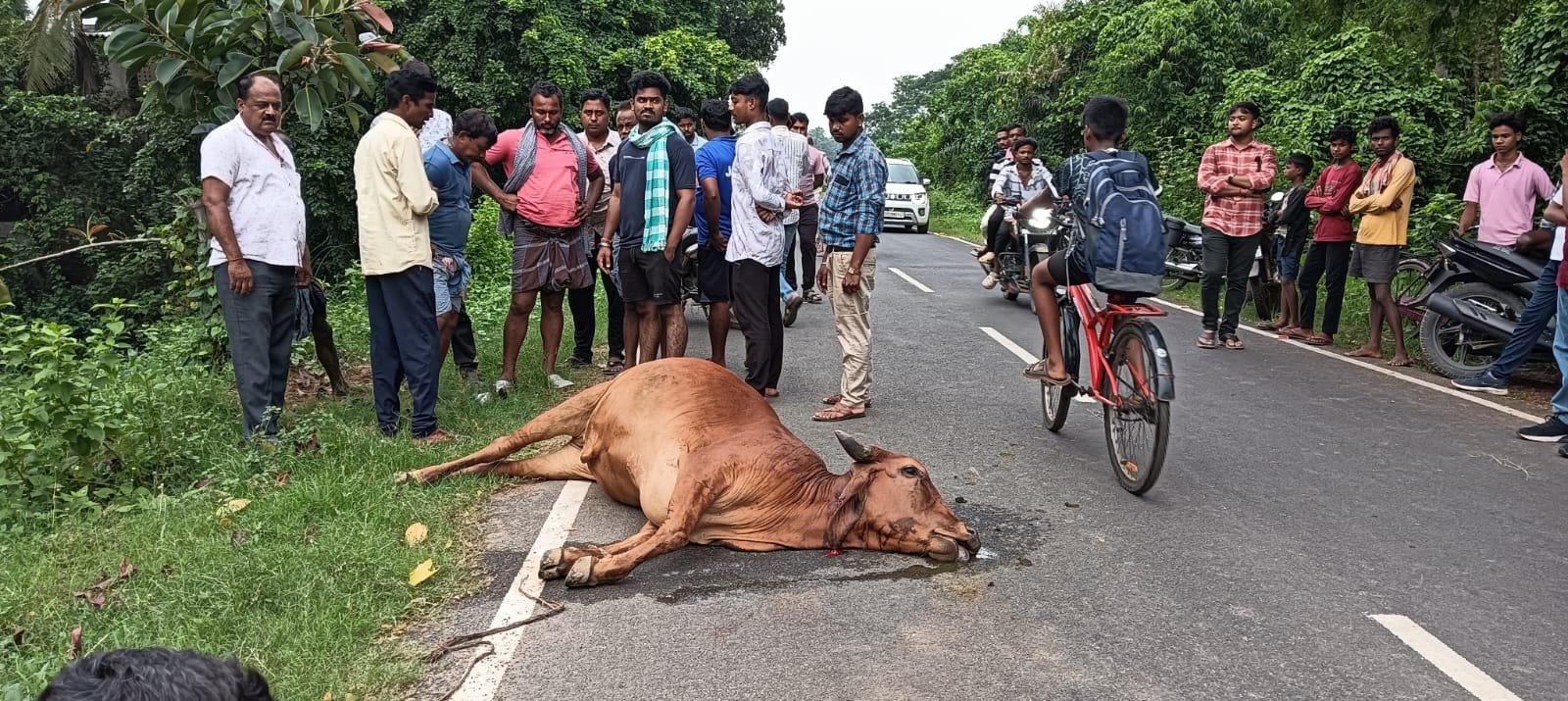 ବରୀ ବାଗଦା ନିକଟରେ କାର ଦୁର୍ଘଟଣାରେ ଗାଈ ମୃତ