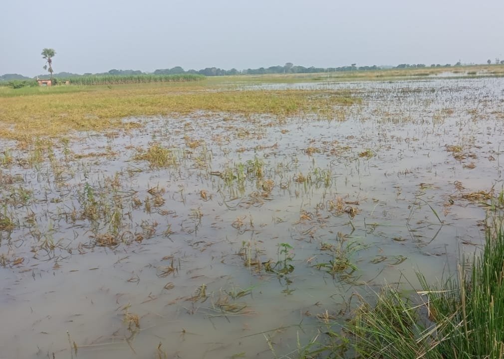 ବନ୍ୟା ବଢ଼ାଇଲା ଚାଷୀଙ୍କ ଦୁଃଖ, ୪ ଶହ ଏକରରୁ ଉର୍ଦ୍ଧ୍ୱ ଜମିରେ ଧାନ ଓ ପନିପରିବା ନଷ୍ଟ
