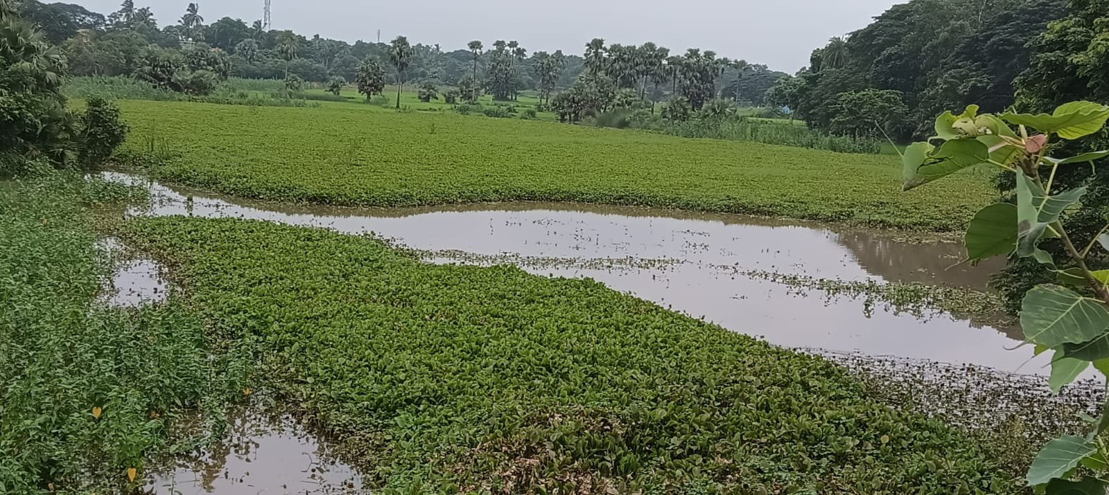 ବନ୍ୟାରେ କନ୍ତକାର ଦଳ ସଫା, ସାଧାରଣରେ ଆଶ୍ଵସ୍ଥି