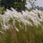 ଗଣେଶ ପୂଜା ପାଇଁ ବ୍ୟାପକ ପ୍ରସ୍ତୁତି