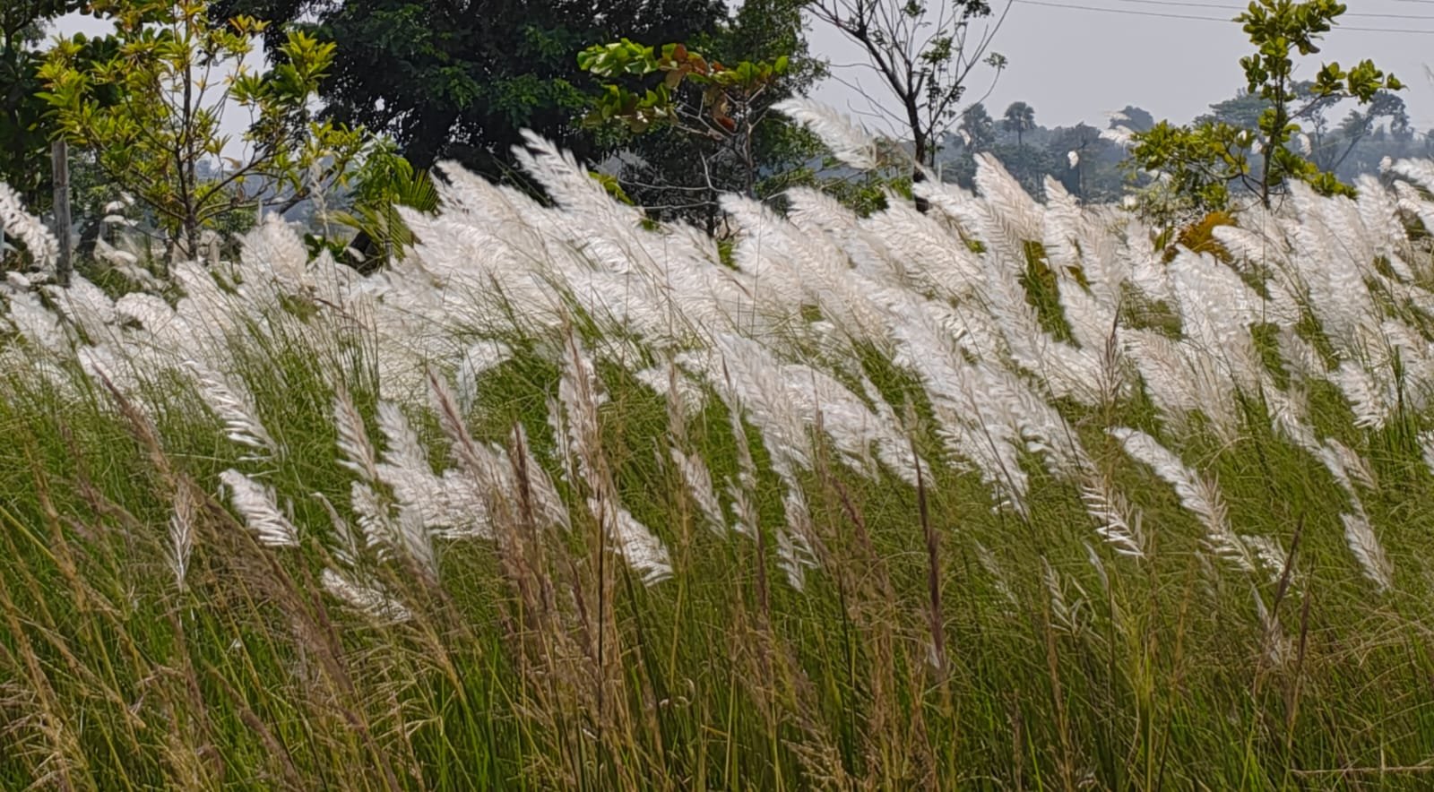 ପାର୍ବଣର ସନ୍ଦେଶ ଦେଲାଣି କାଶତଣ୍ଡି