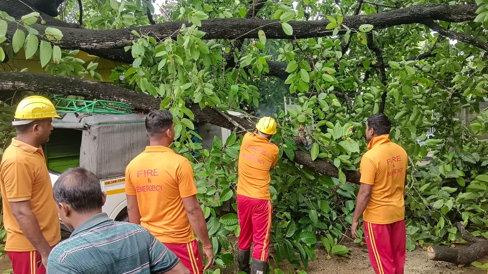 ବର୍ଷାରେ ଉପୁଡ଼ିଲା କଦମ୍ବ ଗଛ, ଅଳ୍ପକେ ବର୍ତ୍ତିଲେ ୩ସ୍କୁଲ ପିଲା