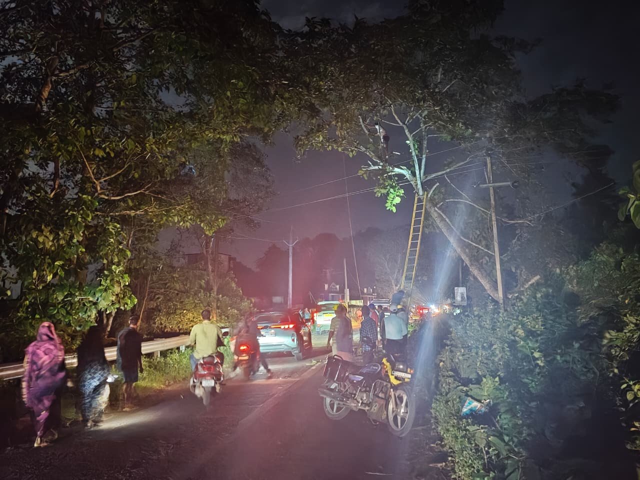 ରାତିରେ କଟା ହେଲା ଗଛ