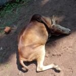 ଦୋଳ ଗୋବିନ୍ଦ ଦେଓଙ୍କ ଦେହାନ୍ତ
